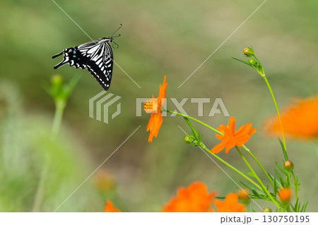 花畑のナミアゲハ 130750195