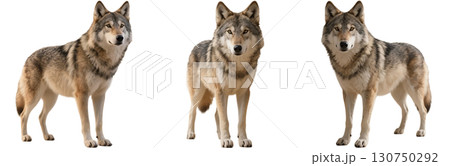 リアルな狼 130750292