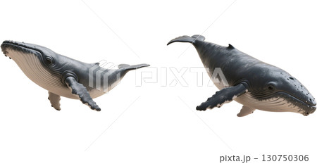 リアルなクジラ 130750306