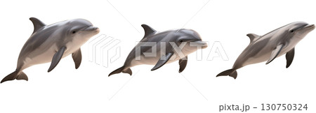 ジャンプするイルカ 130750324