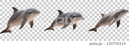 ジャンプするイルカ 130750324
