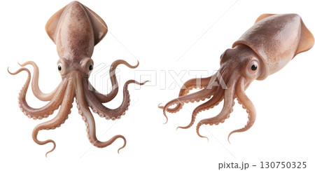 リアルなイカ 130750325