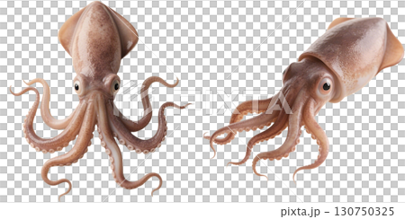 リアルなイカ 130750325