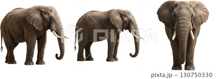 リアルなゾウ 130750330