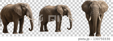 リアルなゾウ 130750330
