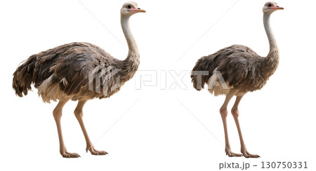 リアルなダチョウ 130750331