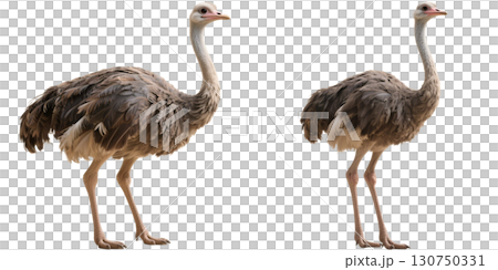 リアルなダチョウ 130750331
