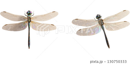翅を広げたトンボ 130750333