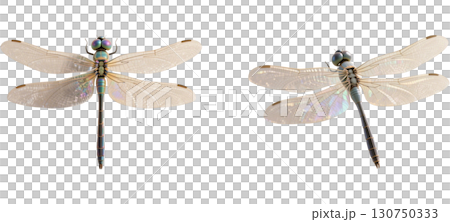 Dragonfly with wings spread Dragonfly with wings spread 130750333