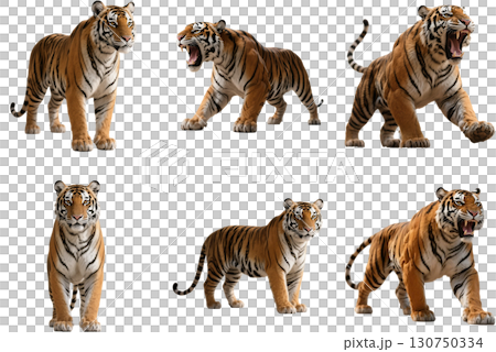 様々なリアルなトラ 様々なリアルなトラ 130750334