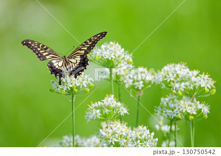 ニラの花に寄って来るナミアゲハ ニラの花に寄って来るナミアゲハ 130750542