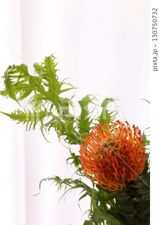 ピンクッション 130750732