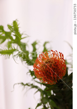 ピンクッション ピンクッション 130750733