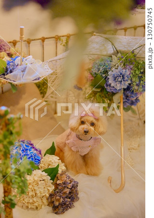 紫陽花に囲まれたトイプードル 130750745