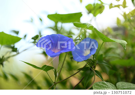初秋のアサガオ（朝顔） 130751072