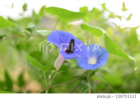 アサガオ(朝顔)と蝶のクロセセリ アサガオ(朝顔)と蝶のクロセセリ 130751111