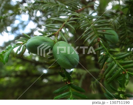 カヤの実 130751190