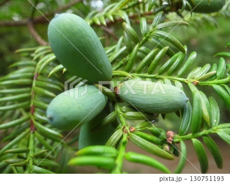 カヤの実 130751193