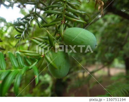 カヤの実 130751194