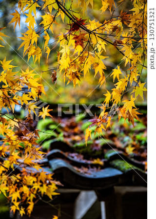 鮮やかな紅葉 鮮やかな紅葉 130751321