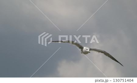 白い羽ばたき、青い空を舞うカモメの雄姿2 130751404