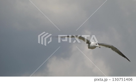 白い羽ばたき、青い空を舞うカモメの雄姿10 130751406