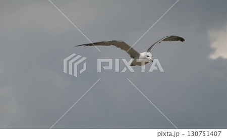 白い羽ばたき、青い空を舞うカモメの雄姿9 130751407