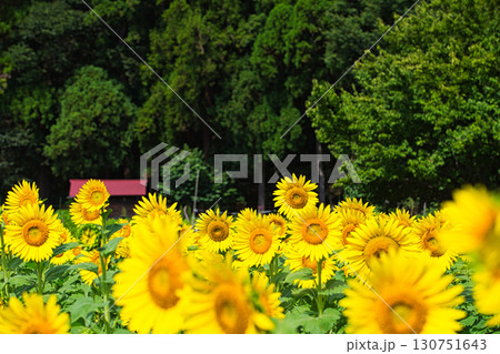 太陽に向かって 130751643