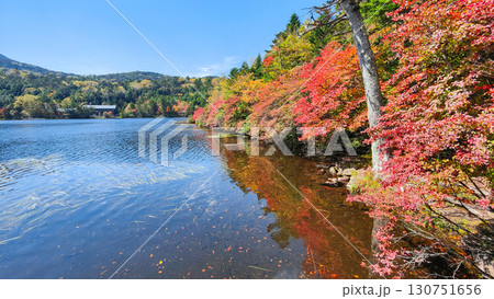 秋の白駒池 130751656