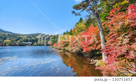 秋の白駒池 130751657