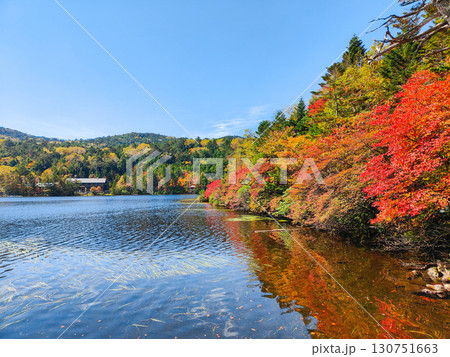 秋の白駒池 130751663