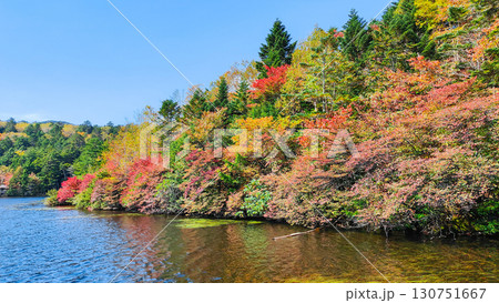 秋の白駒池 秋の白駒池 130751667