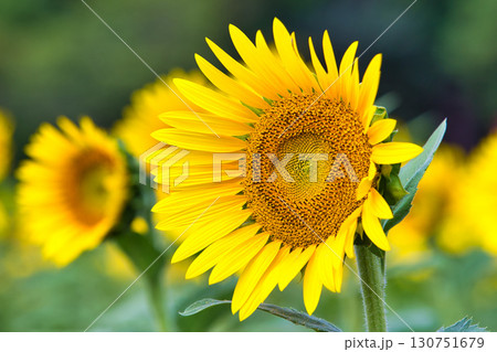 太陽に向かって 130751679