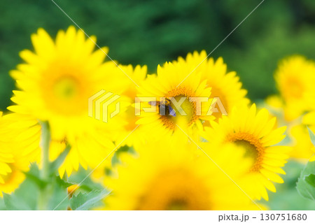 太陽に向かって 130751680