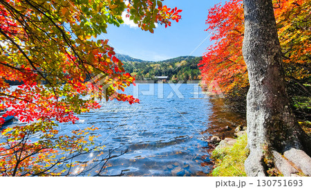 秋の白駒池 130751693