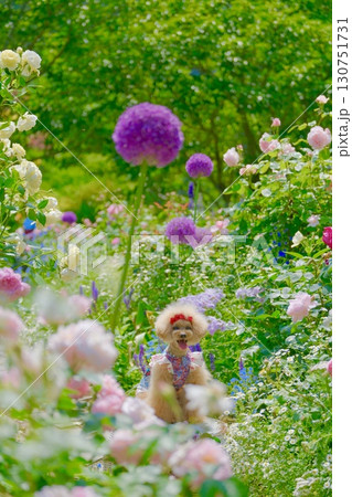 ローズガーデンで遊ぶトイプードル ローズガーデンで遊ぶトイプードル 130751731