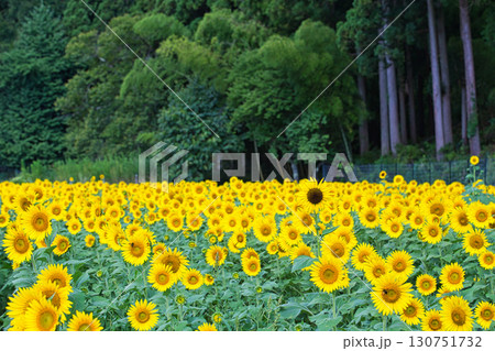 太陽に向かって 130751732