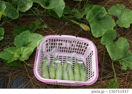 エホバク、韓国カボチャ エホバク、韓国カボチャ 130751937