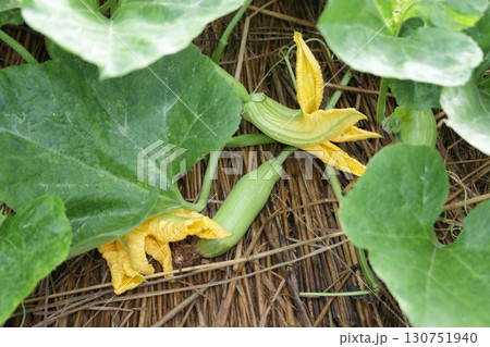 エホバク、韓国カボチャ 130751940