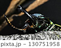 下からパプアキンイロクワガタ 130751958