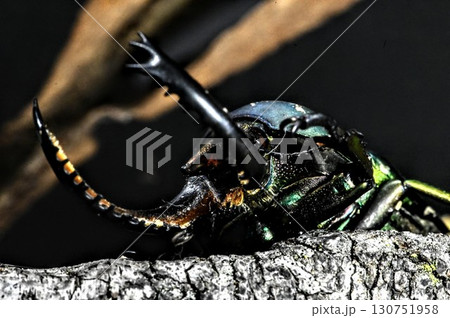 下からパプアキンイロクワガタ 130751958