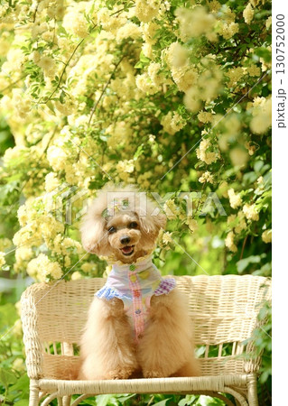 モッコウバラとトイプードル モッコウバラとトイプードル 130752000