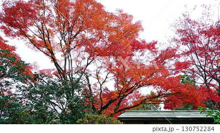 紅葉 寺 紅葉 寺 130752284