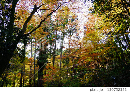 紅葉 寺 紅葉 寺 130752321
