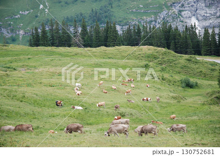 Dairy cows grazing @Swiss 盛夏のスイスの風景～山の斜面で乳牛を放牧する光景 130752681