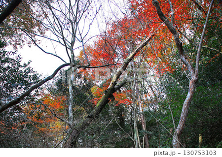 るり渓 京都府 るり渓 京都府 130753103