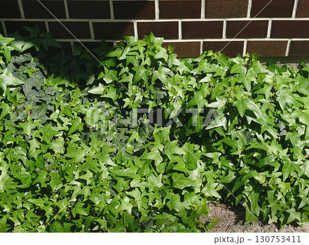 Green wall タイル張りの壁面を覆う蔦の葉・ヘデラの葉～地球温暖化対策のための壁面緑化の一例 130753411