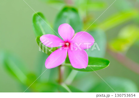 Catharanthus roseus G Don ,APOCYNACEAE or Madagascar periwinkle or Vinca or Old maid 130753654