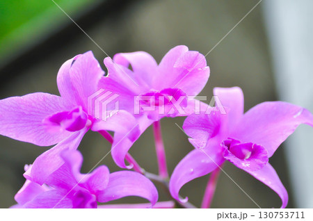 Cattleya or Cattleya lawrenceana, Sir Trevor Lawrences Cattleya or orchid or purple Cattleya Cattleya or Cattleya lawrenceana, Sir Trevor Lawrences Cattleya or orchid or purple Cattleya 130753711