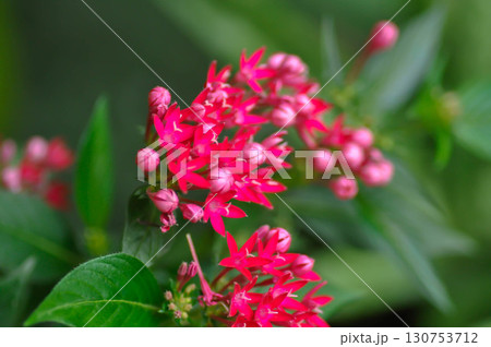 Pentas lanceolata , Egyptian star cluster or RUBIACEAE or Egyptian starcluster or Starflower 130753712